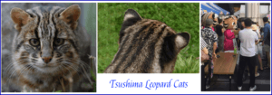 Tsushima cats